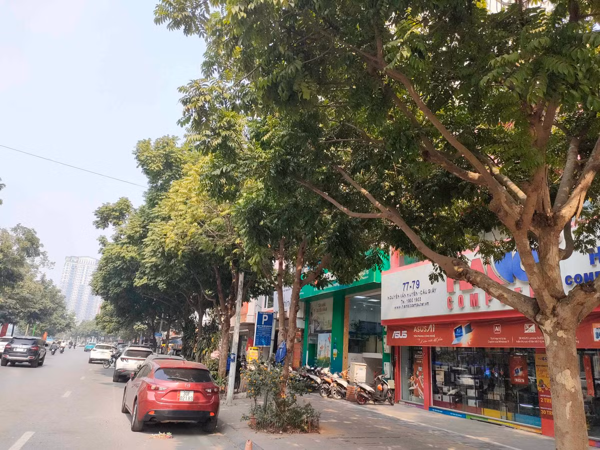 Mới đây, Công ty Công viên cây xanh Hà Nội đã tiến hành cắt, bỏ lồng sắt trên những cây sưa để đảm bảo cây được sinh trưởng và phát triển bình thường. 