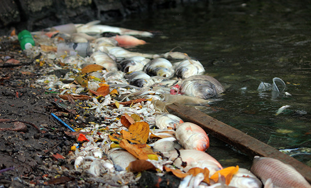 Tuy nhiên, từ tối ngày 8/7 đến sáng ngày 9/7, những con cá to cũng bắt đầu chết.