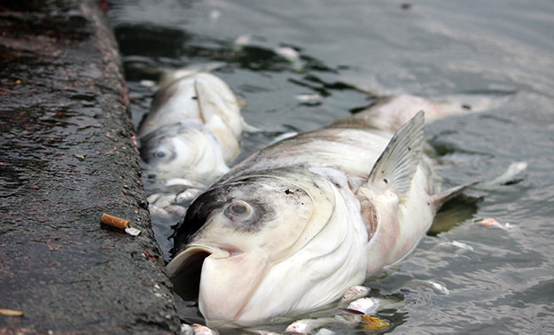 Nhiều con cá chết có cân nặng từ 4 đến 5kg.