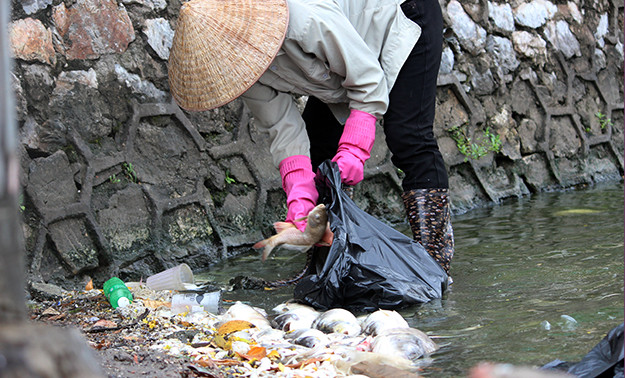 Cá chết trôi dạt vào khu vực đường Vệ Hồ nhanh chóng được công nhân thu nhặt.