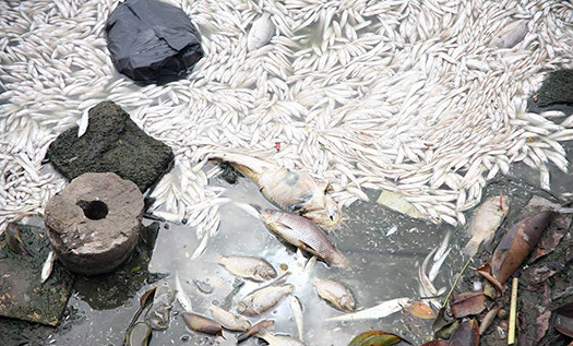 Trước đó hai ngày, cá chết chủ yếu là các loại cá nhỏ như cá mè, cá rô phi, cá chép.