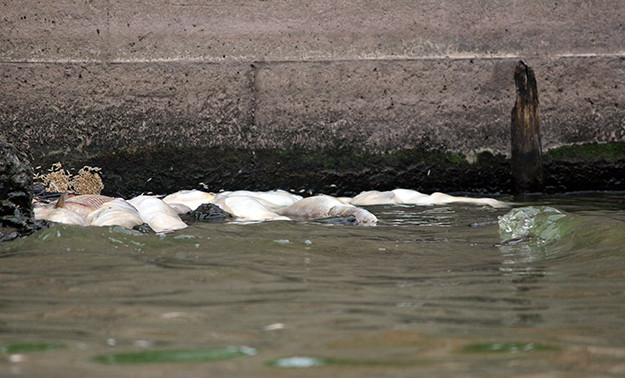 Trong sáng ngày 9/7, xác cá bốc mùi hôi thối, càng trở nên nồng nặc vô cùng khó chịu.