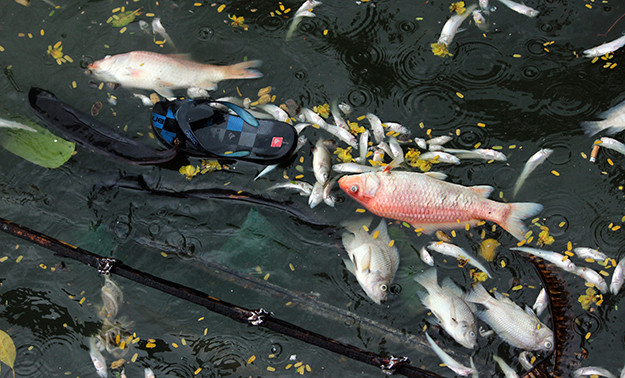 Đủ thứ rác thải nằm xen lẫn xác cá.