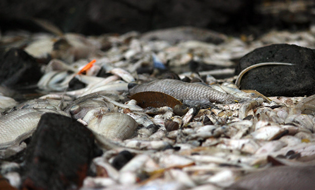 Trao đổi với PV Kiến Thức sáng ngày 9/7, một lãnh đạo Công ty TNHH MTV Thoát nước Hà Nội cho biết, ngày tối hôm qua (8/7) ngay khi nhận được sự chủ đạo của Thành phố Hà Nội, Công ty TNHH MTV Thoát nước Hà Nội đã khẩn trương cho công nhân ra phối hợp với các đơn vị vớt xác cá, dọn dẹp vệ sinh môi trường cả đêm.