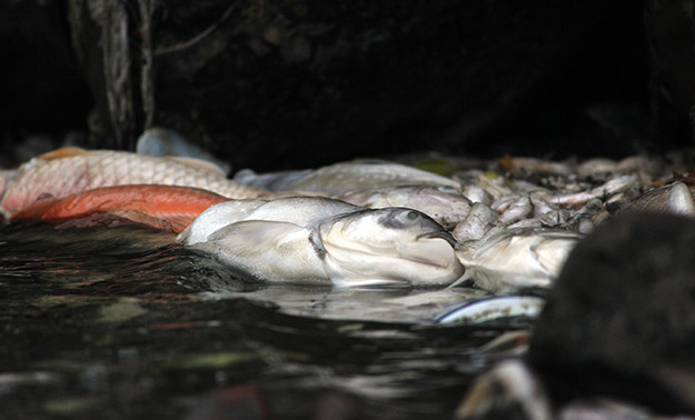 Theo vị lãnh đạo Công ty TNHH MTV Thoát nước Hà Nội, do khu vực mặt hồ Tây thuộc sự quản lý của Ban quản lý hồ Tây và Công ty Khai thác hồ Tây, nên Công ty TNHH MTV Thoát nước Hà Nội chỉ phối hợp xử lý. Hiện số liệu cụ thể cá chết vẫn đang được các đơn vị cập nhật, và phải đến cuối ngày hôm nay (9/7) mới có kết quả vì số lượng cá chết ở hồ Tây vẫn còn, và nằm rải rác trên mặt nước.