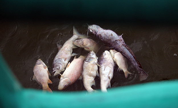 Nguyên nhân khiến cá ở hồ Tây bất ngờ chết như vậy được cho là thời tiết thay đổi bất thường. Bởi sau đợt nắng nóng gay gắt kéo dài, thì đến chiều 7/7, thời tiết bắt đầu đổ mưa dông khiến cá trong hồ bị ngạt khí. Tuy nhiên, theo vị lãnh đạo Công ty TNHH MTV Thoát nước Hà Nội để có kết luận chính xác nhất về nguyên nhân, các đơn vị chức năng hiện đã lấy mẫu nước đem đi xét nghiệm.