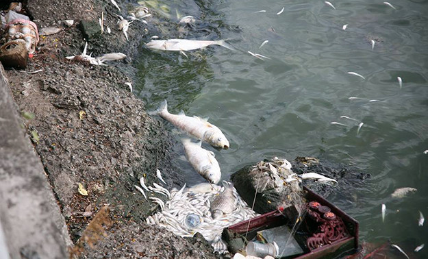 Xác cá nằm cạnh một bàn thờ bị trôi dạt ven hồ.