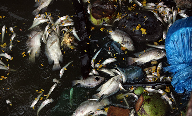 Xác cá nằm xen lẫn với vỏ quả dừa, túi nilon trôi dạt vào phía bờ hồ Tây.