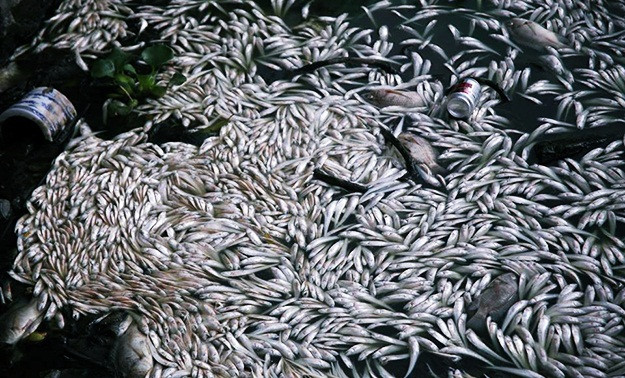 Khung khiep ca chet trang ho Tay: Do thoi tiet bat thuong?-Hinh-2