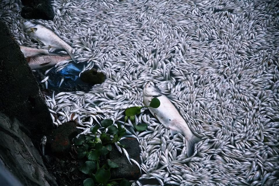 Hình ảnh xác cá nổi trắng trên mặt nước, trôi dạt vào góc hồ Tây sáng ngày 9/7.