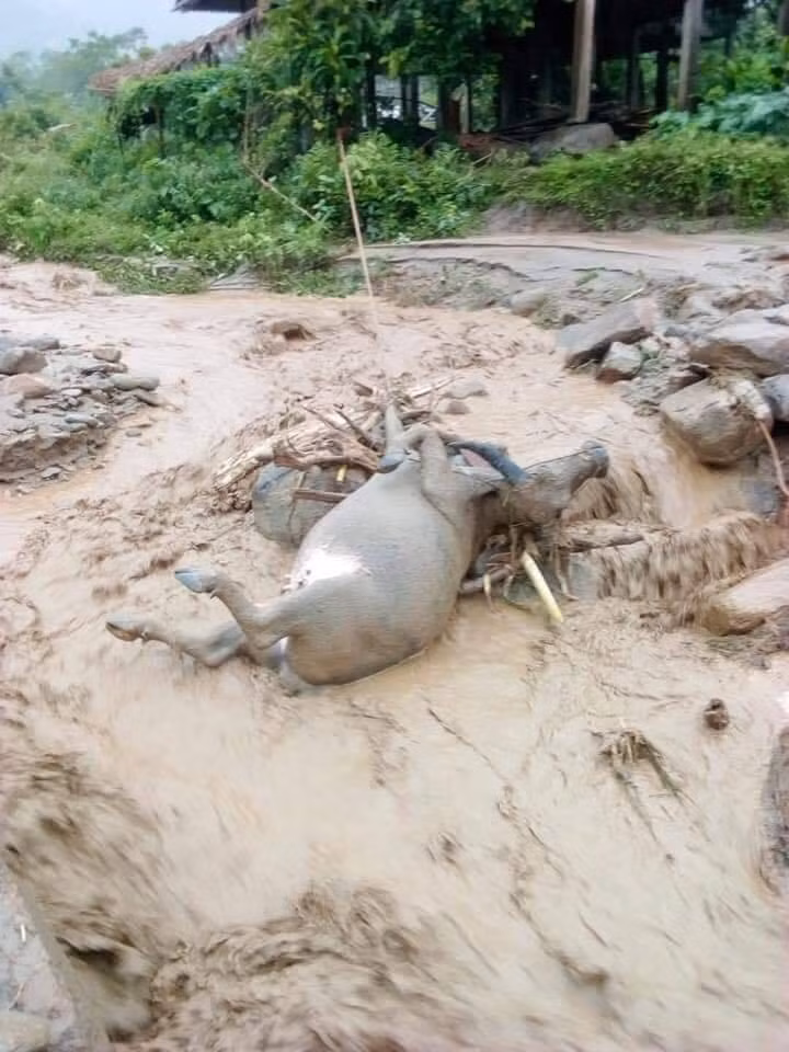 Gia súc của người dân bị lũ cuốn chết. Ảnh Hải Ninh.