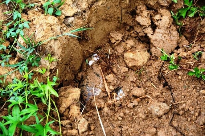 Đào hố chôn cá chết để tránh gây ô nhiễm. Ảnh: Đỗ Hoàng Lâm