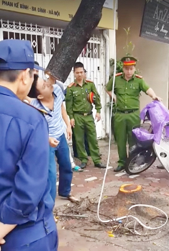 Tao ton cat trom cay sua do ngay giua Ha Noi-Hinh-2