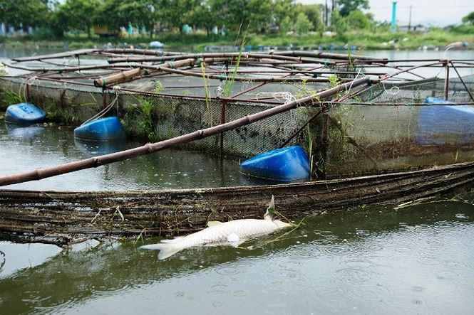 Cá chết nổi vật vờ trên sông, cạnh khu lồng nuôi, gây ô nhiễm môi trường. Ảnh: Đỗ Hoàng Lâm