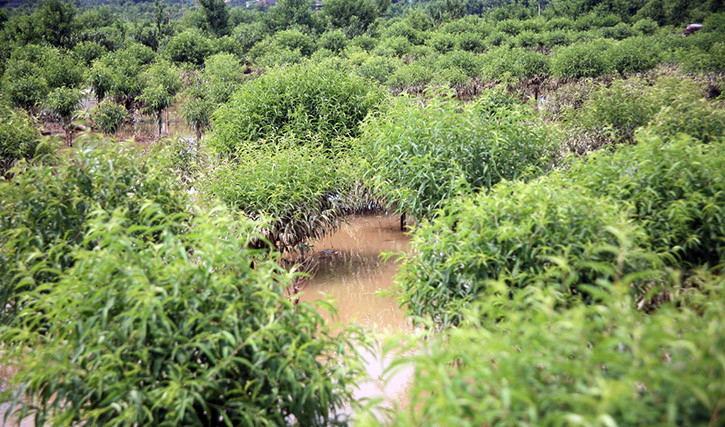 Ghi nhận của PV Kiến Thức ngày 23/7 tình hình Hà Nội ngập lụt, tại khu vực phường Phú Thượng (quận Tây Hồ, Hà Nội) nhiều ha đào của người dân vẫn đang ngập sâu trong nước lũ sông Hồng.