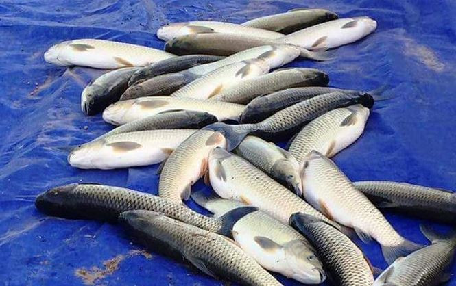 Số lượng cá nuôi bị chết tính đến chiều 10/7 hơn 40 tấn, thiệt hại hàng tỷ đồng. Ảnh: MXH