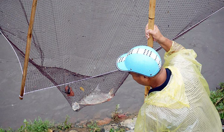 Những con cá mè, cá trôi... liên tục bị sa lưới.