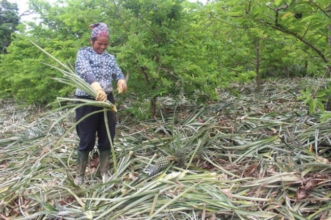 PGS.TS Le Thi Kim Phung: Che tao vat lieu aerogel sieu nhe tu... nhung thu bo di-Hinh-3