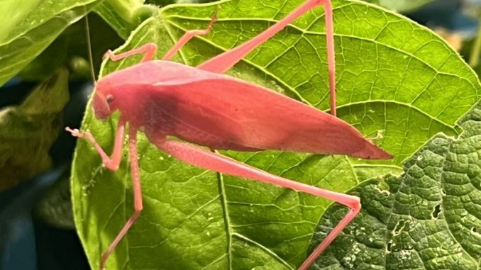 4. Châu chấu voi màu hồng: Loài côn trùng này hiếm gặp với màu hồng do rối loạn sắc tố di truyền, thường xuất hiện ở những nơi ít tính nhiệt đới như Osaka và vùng Trung Tây nước Mỹ.