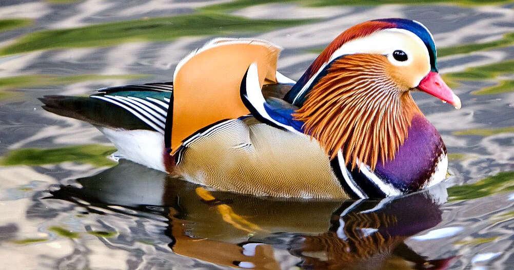 5. Uyên ương (Mandarin Duck): Loài vịt có bộ lông sặc sỡ với mỏ đỏ và vệt lông hình lưỡi liềm trắng trên mắt, tạo cảm giác như sản phẩm nhân tạo.