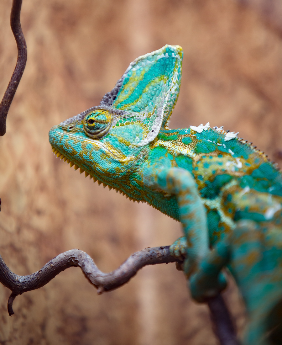 6. Tắc kè hoa đeo mạng (Chamaeleo calyptratus): Loài tắc kè hoa lớn và sặc sỡ từ Yemen và Saudi Arabia, thay đổi màu sắc tùy thuộc vào tâm trạng và điều kiện môi trường.