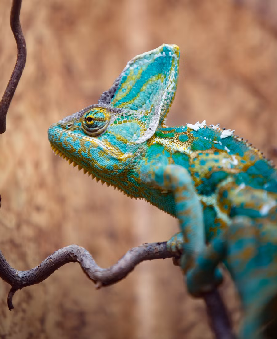 6. Tắc kè hoa đeo mạng (Chamaeleo calyptratus): Loài tắc kè hoa lớn và sặc sỡ từ Yemen và Saudi Arabia, thay đổi màu sắc tùy thuộc vào tâm trạng và điều kiện môi trường.