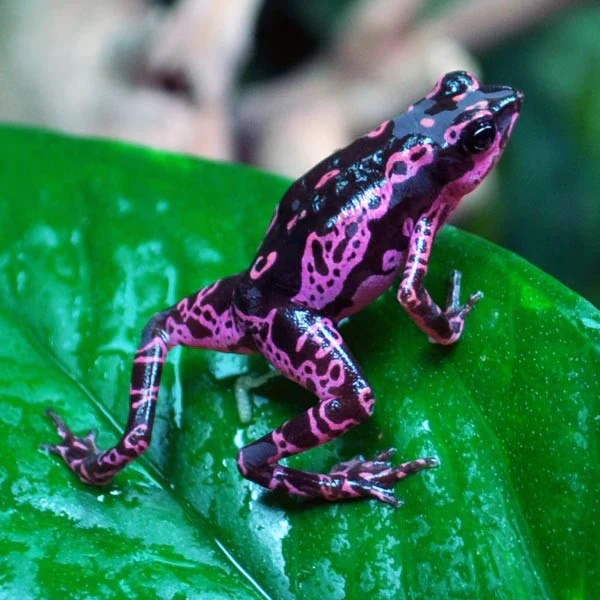 7. Ếch Atelopus (Ếch hề hay cóc Harlequin): Loài cóc nhiệt đới màu sắc rực rỡ, hiện trong tình trạng nguy cấp và chủ yếu sống ở Panama.