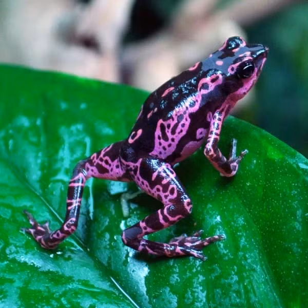 7. Ếch Atelopus (Ếch hề hay cóc Harlequin): Loài cóc nhiệt đới màu sắc rực rỡ, hiện trong tình trạng nguy cấp và chủ yếu sống ở Panama.