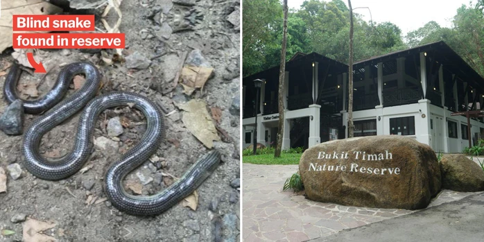 Giảng viên John van Wyhe của Trường ĐH Quốc gia Singapore đã phát hiện con rắn trên lối đi bộ tại khu bảo tồn Bukit Timah, trong tình trạng con vật đã chết. Mặc dù vậy, sự xuất hiện của loài rắn quý hiếm này đã chứng minh rằng chúng vẫn tồn tại. (Ảnh: The Straits Times)