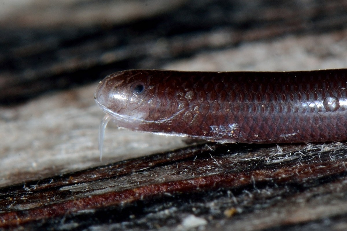 Rắn giun (Ramphotyphlops braminus) được coi là một trong những loài rắn kỳ lạ nhất thế giới. Chúng có bề ngoài rất giống giun đất với đầu và đuôi tròn, da màu nâu sậm.