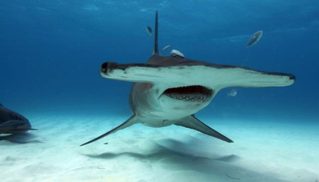 3. Cá mập đầu búa: Đầu cá mập này giúp giữ con mồi và có khứu giác phân bố xa nhau, giúp xác định vị trí mùi hương chính xác hơn.