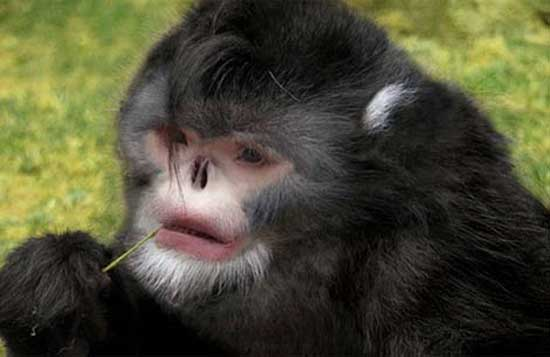 6. Khỉ mũi hếch: Có cặp môi dày và mũi hướng lên trên, gây hắt hơi khi mưa. Tiếng hắt hơi làm chúng dễ bị phát hiện bởi thợ săn.