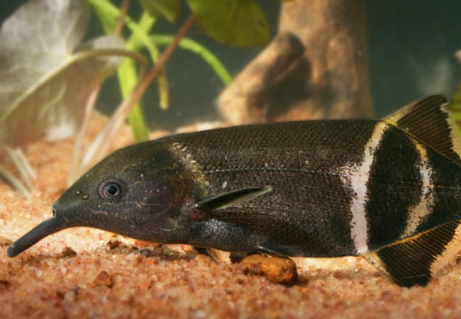 7. Cá mũi voi: Sử dụng chiếc mũi dài để sục tìm thức ăn dưới bùn và hoạt động kiếm ăn ban đêm.