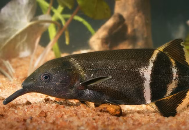 7. Cá mũi voi: Sử dụng chiếc mũi dài để sục tìm thức ăn dưới bùn và hoạt động kiếm ăn ban đêm.