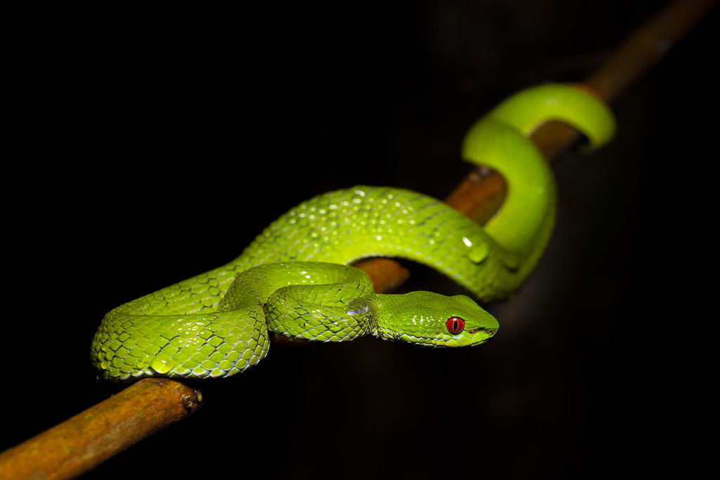 Loài này được xác định qua mẫu thu thập từ Thái Lan, Lào, Việt Nam và Campuchia trong giai đoạn 1999-2003 và nghiên cứu bằng phân tích di truyền học.