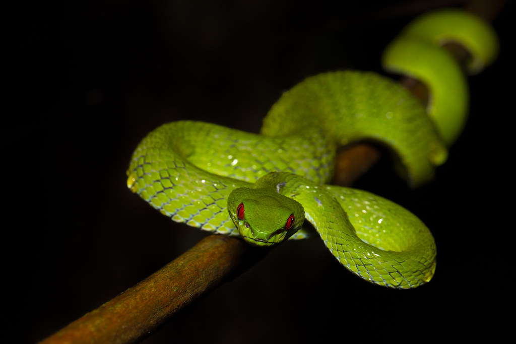 Loài rắn Cryptelytrops rubeus dễ bị suy giảm số lượng do buôn bán động vật quý hiếm.