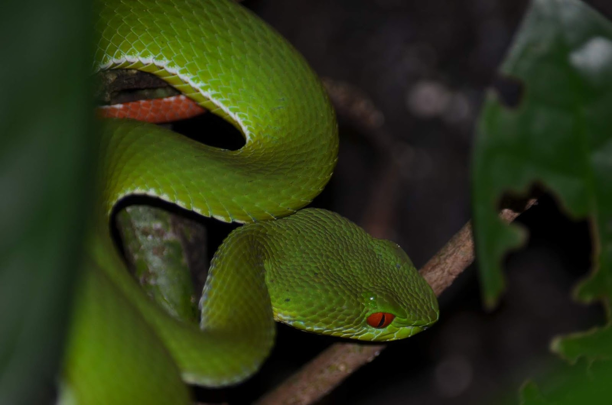 Cryptelytrops rubeus có đôi mắt hồng ngọc, trong khi một loài rắn lục mới khác cùng chi, Cryptelytrops cardamomensis, sống ở dãy núi Cardamom có mắt màu vàng.