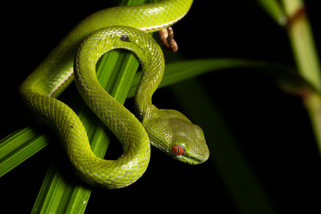 Vườn quốc gia Cát Tiên được xem là nơi lý tưởng cho loài rắn này phát triển, nhưng phạm vi sống hiện tại của nó khá hẹp.