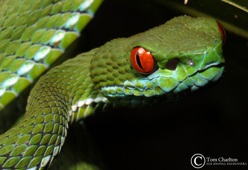 Các nhà khoa học đã phát hiện loài rắn lục mới có đôi mắt màu hồng ngọc (ngọc đỏ) tên là Cryptelytrops rubeus tại Đông Nam Á.