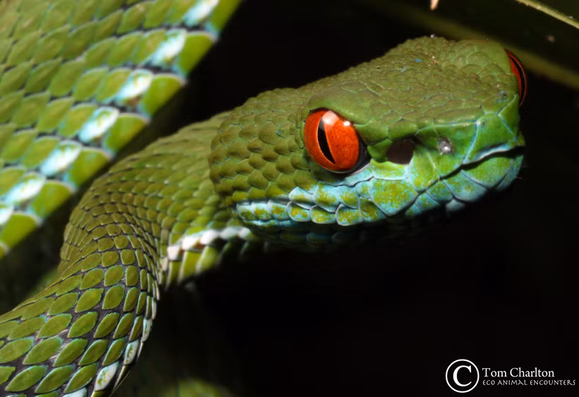 Các nhà khoa học đã phát hiện loài rắn lục mới có đôi mắt màu hồng ngọc (ngọc đỏ) tên là Cryptelytrops rubeus tại Đông Nam Á.