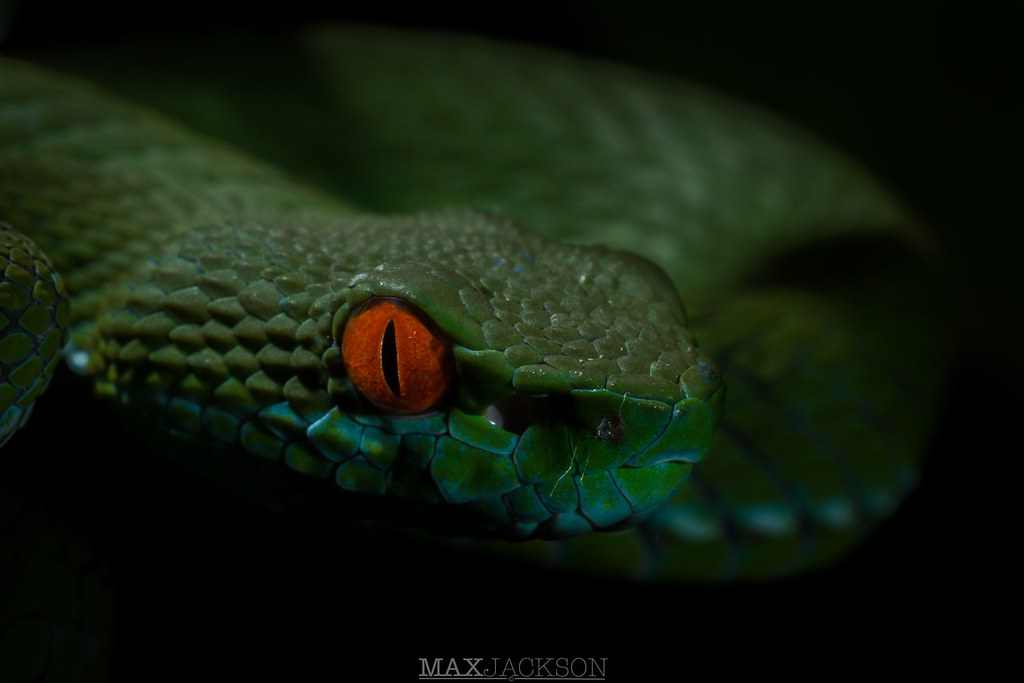 Do đó, cần được xem xét phân loại vào danh sách "nguy cấp" trong Sách Đỏ của Liên minh Bảo tồn thiên nhiên quốc tế (IUCN).