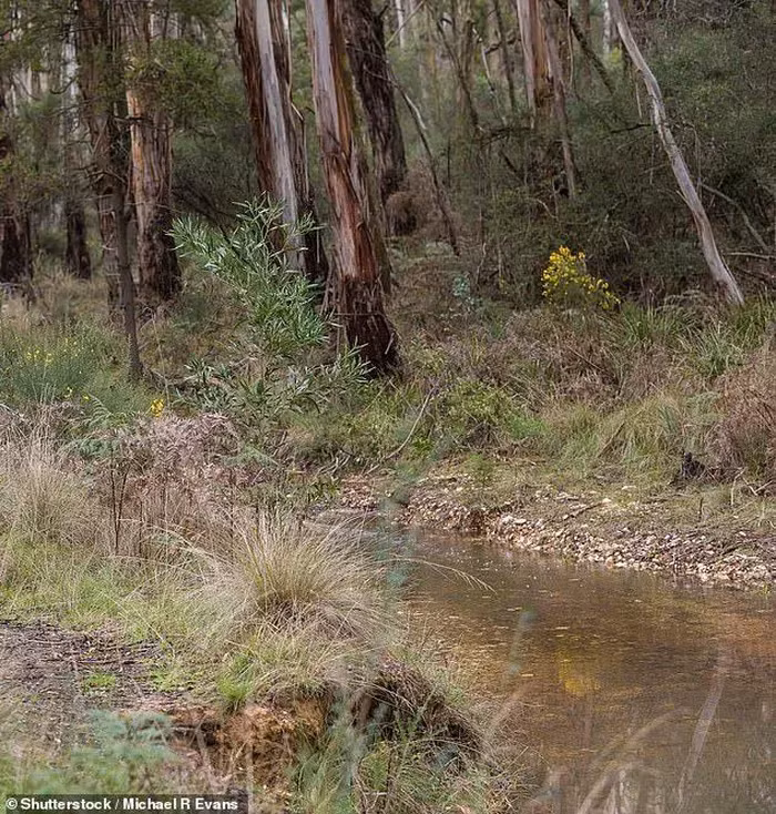 Vào năm 2019, một người đàn ông ở Úc cũng đã phát hiện một cục vàng nặng tới 2kg khi đi tìm khoáng vật trong rừng gần Ballarat, bang Victoria, Úc.