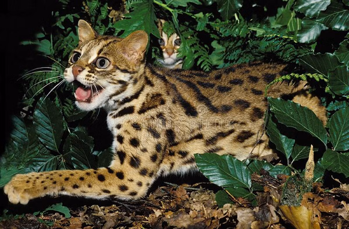 Mèo rừng có đuôi dài, khoảng 50cm. Đuôi của chúng thường được sử dụng để giữ cân bằng cho cơ thể khi leo trèo, di chuyển.