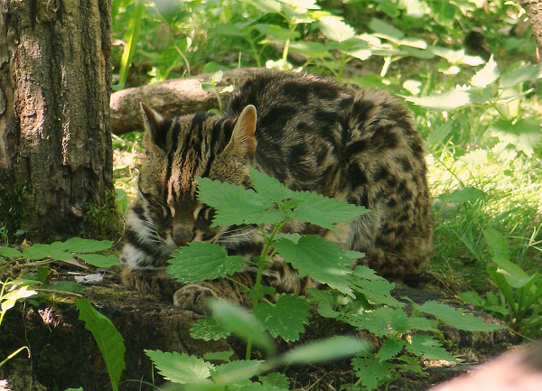 Mèo rừng (Prionailurus bengalensis) là động vật nguy cấp quý hiếm, xếp trong nhóm IIB, Nghị định 06/2019/NĐ-CP và Nghị định 84/2021/NĐ-CP của Chính phủ về quản lý thực vật rừng, động vật rừng nguy cấp, quý, hiếm và thực thi Công ước về buôn bán quốc tế các loài động vật, thực vật hoang dã nguy cấp.