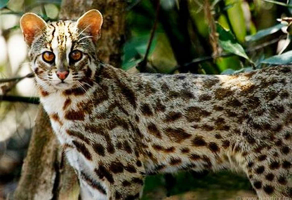 Mèo rừng tự nhiên có tuổi thọ khoảng 10 năm. Nhưng nếu sống trong môi trường được nuôi dưỡng như sở thú thì con số này lên đến 20 năm.