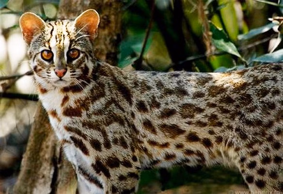 Mèo rừng tự nhiên có tuổi thọ khoảng 10 năm. Nhưng nếu sống trong môi trường được nuôi dưỡng như sở thú thì con số này lên đến 20 năm.