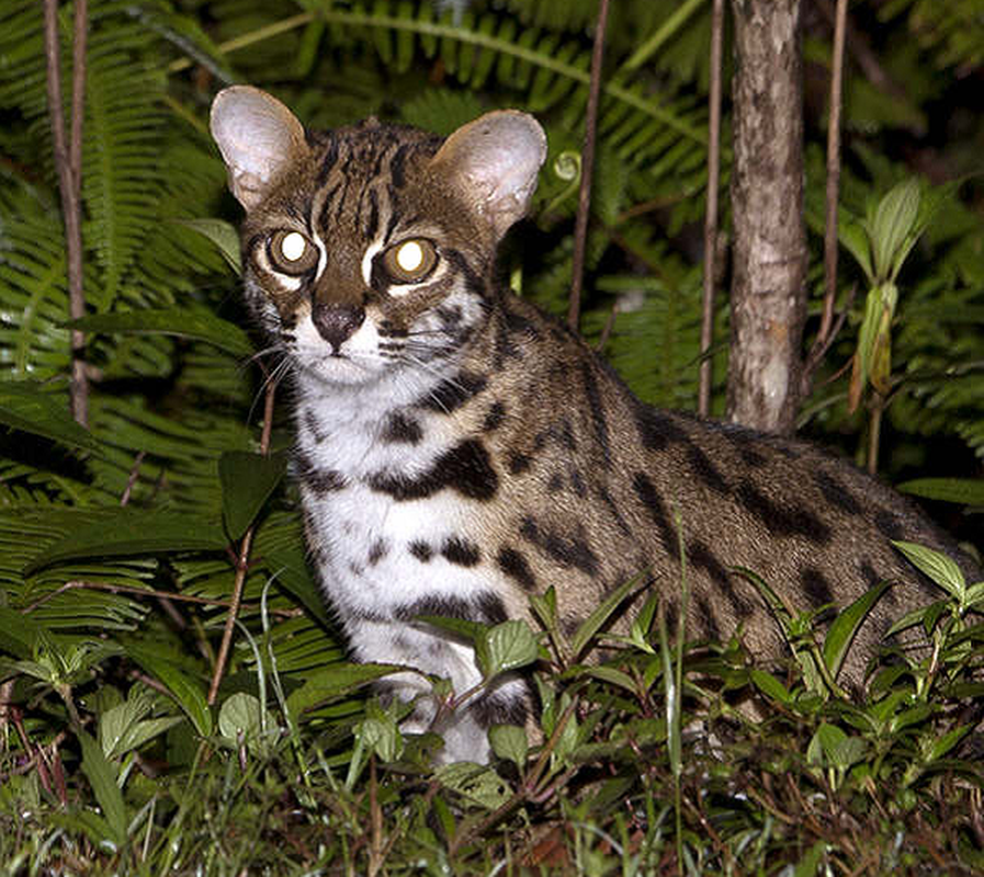 Hiện nay, trên thế giới số lượng cá thể mèo gấm còn vào khoảng 10.000 con. Và vẫn đang tiếp tục giảm. Chính vì vậy, mèo gấm ở Việt Nam đã được liệt vào danh mục động vật sách Đỏ.