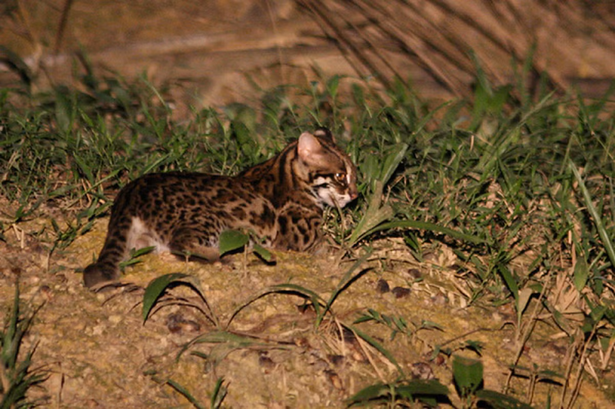 Điểm đặc biệt của mèo gấm là bộ lông tuyệt đẹp. Cằm và dưới môi có màu trắng hoặc vàng nhạt, sau tai có đốm trắng. Mèo gấm có lớp lông dày, mịn, màu xám xanh hoặc xám nâu, nhiều hoa văn cẩm thạch xung quanh. Chân và đuôi của mèo gấm có nhiều đốm thẫm.