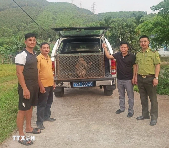Từ đầu năm 2024, Trung tâm đã tiếp nhận tổng cộng 20 cá thể động vật, trong đó có 9 cá thể được người dân tự nguyện giao nộp và 11 cá thể được chuyển giao. Hiện tại, đơn vị đang chăm sóc, nuôi dưỡng và bảo tồn 89 cá thể loài động vật và thực vật hoang dã nguy cấp. (Ảnh: TTXVN)