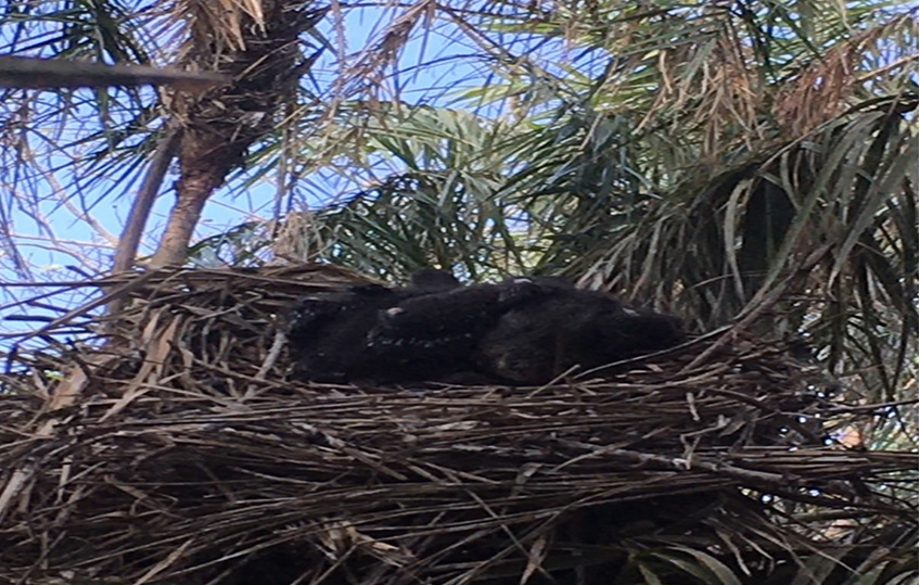 Cách đây không lâu, cũng có ghi nhận loài quắm đen làm tổ sinh sản tại rừng đặc dụng Vườn chim Bạc Liêu.
